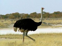 Ostrich   Male ostriches are black... and very large. Another reason to stay in the car because  suddenly it was just there! Seemed a bit like Jurassic Park.