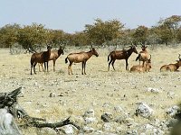 Hartebeest   Our only sighting of red hartebeest - it was a rush for the guide book to identify them!
