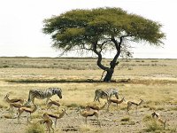 Lone tree   At last... a large tree near a waterhole with the salt pan behind.  Zebras and springbok mingle together.