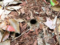 Spider's Lair   There were many large holes - fortunately we did not see the inhabitants.